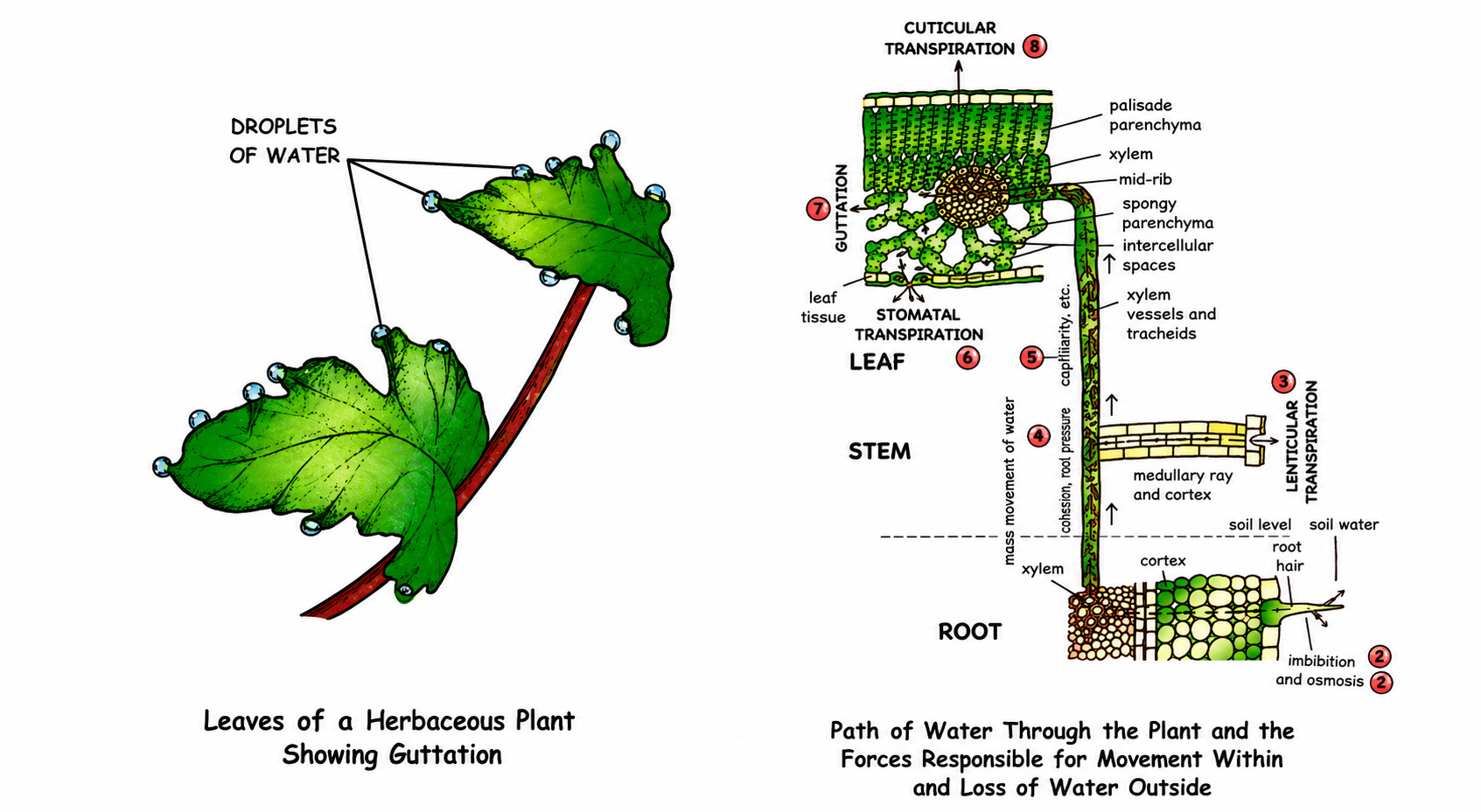 Fig. 5.10: Guttation showing water droplets at the margins of a leaf